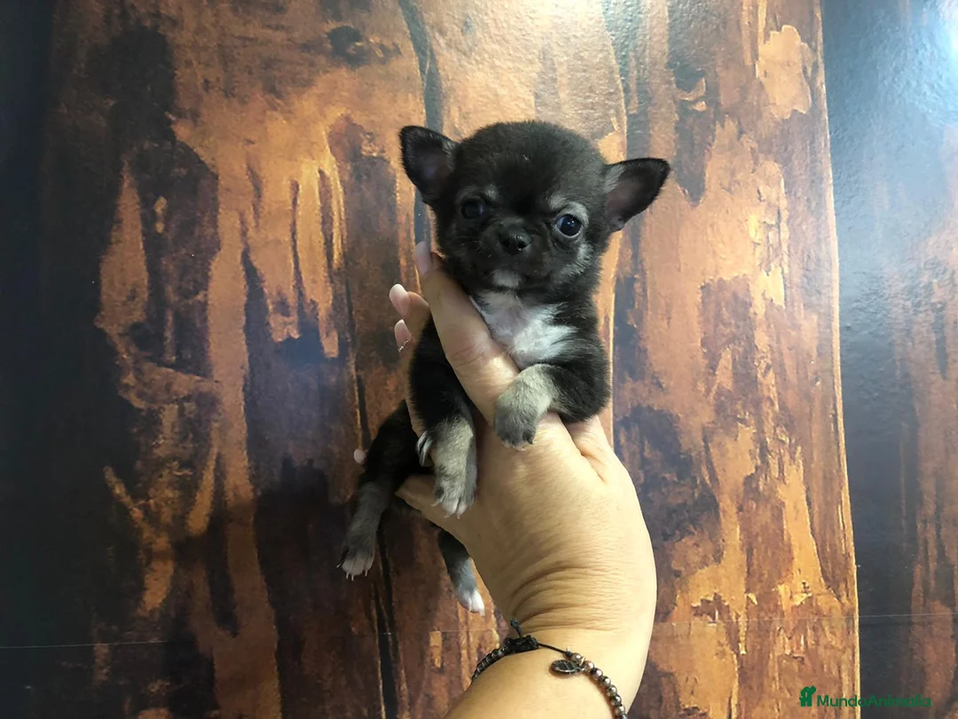 Chihuahua perros en venta: Chihuahua miniatura  - Anuncio 2
