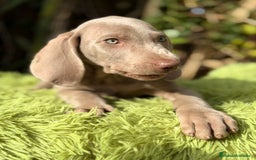 Weimaraner perros en venta: Braco de Weimar macho  - Anuncio 6