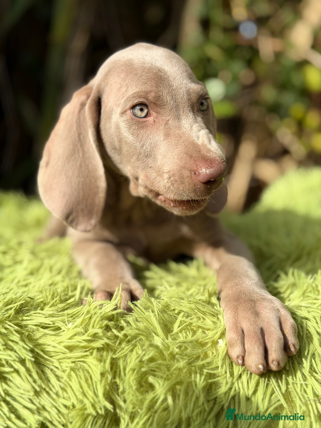 Weimaraner perros en venta: Braco de Weimar macho  - Anuncio 6