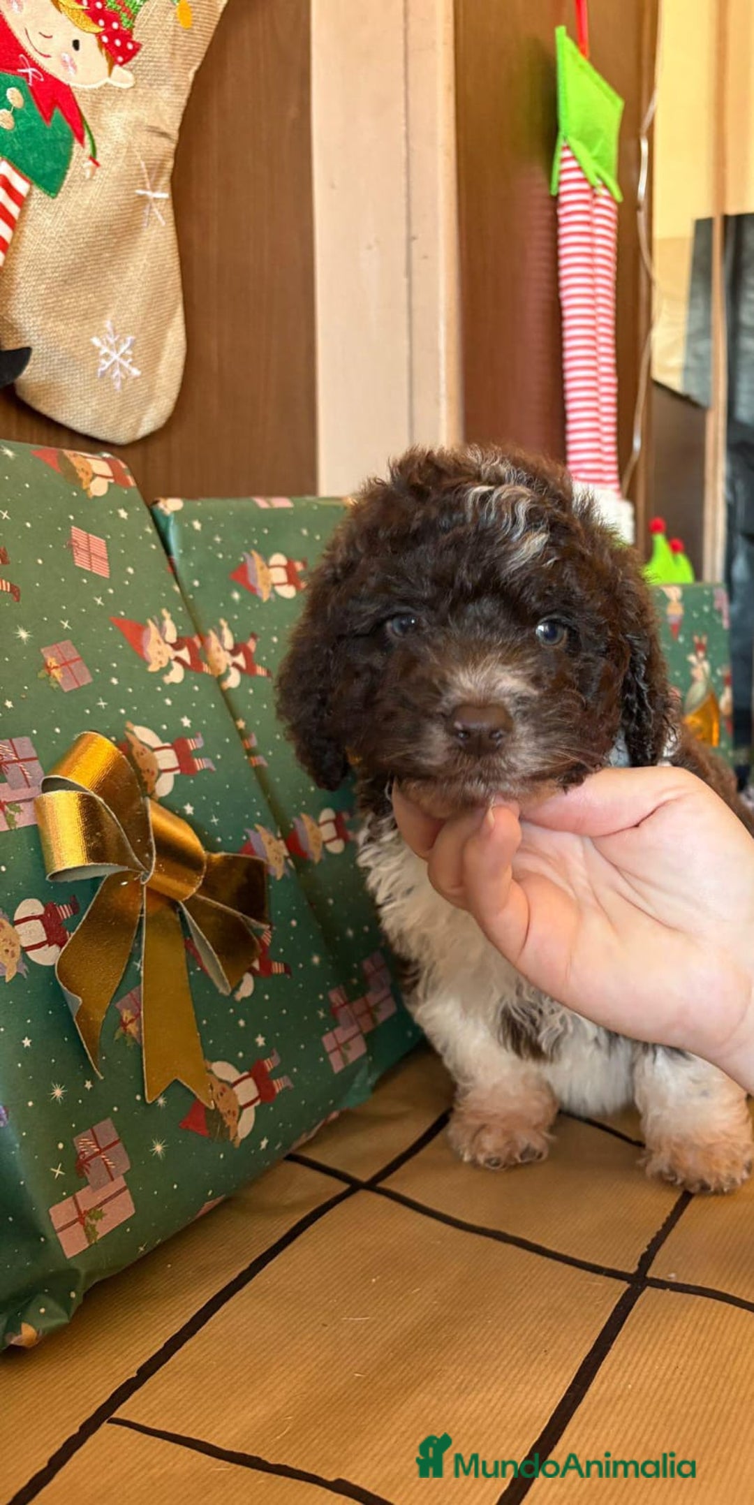 Perro de Agua Español perros en venta: Perro.de agua  - Anuncio 10