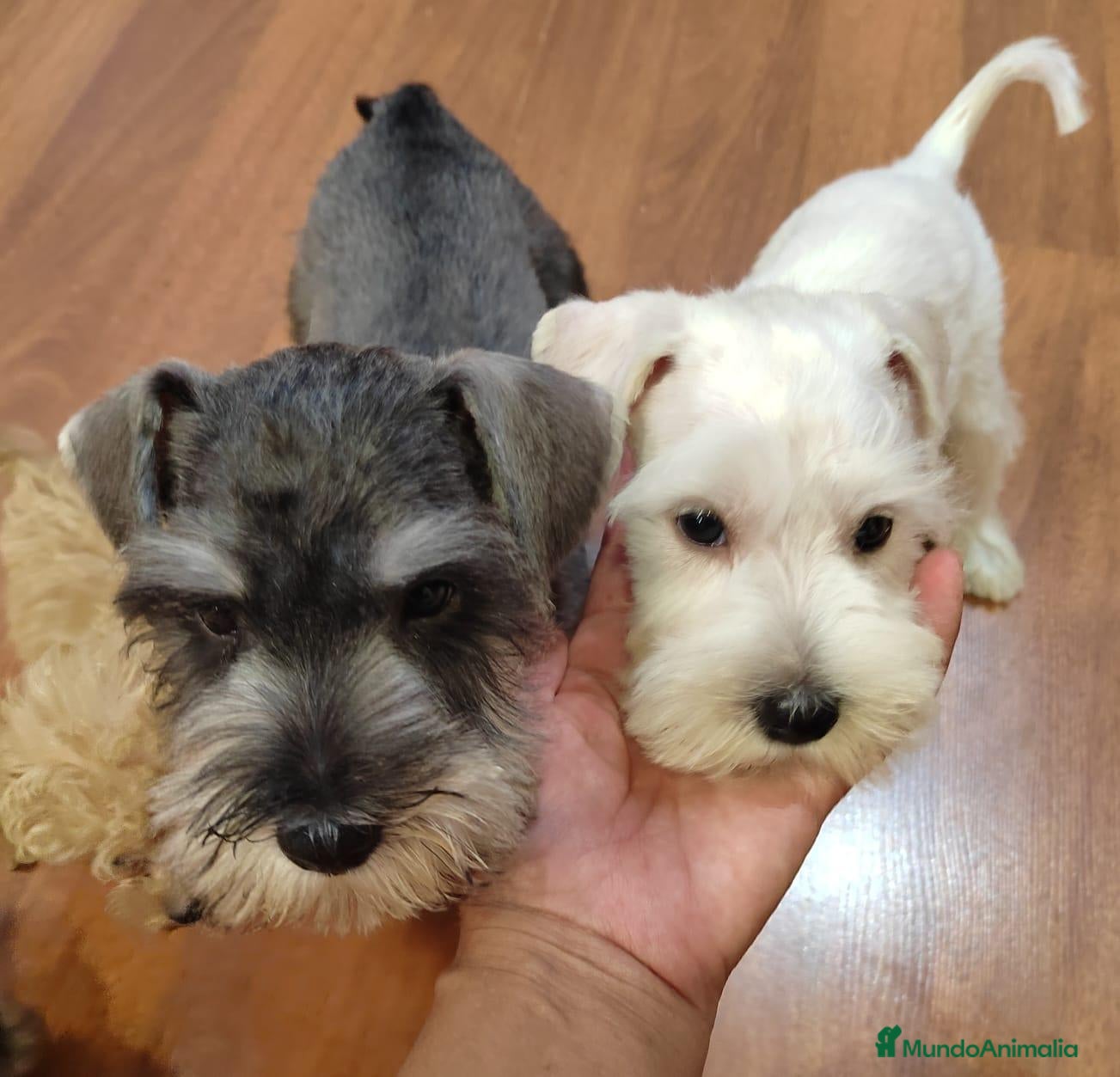 Schnauzer Miniatura perros Schnauzer miniatura  - Anuncio 34