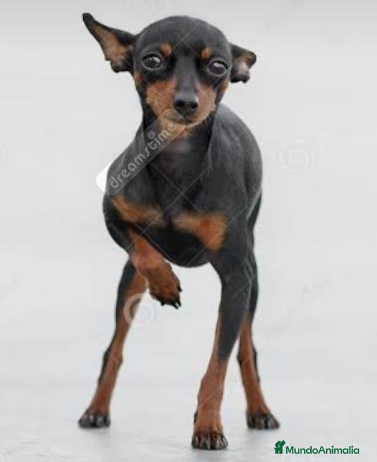 Pinscher Miniatura perros Preciosos mini pinscher Barcelona - Anuncio 1