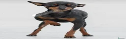 Pinscher Miniatura perros en venta: Preciosos mini pinscher Barcelona - Anuncio 1