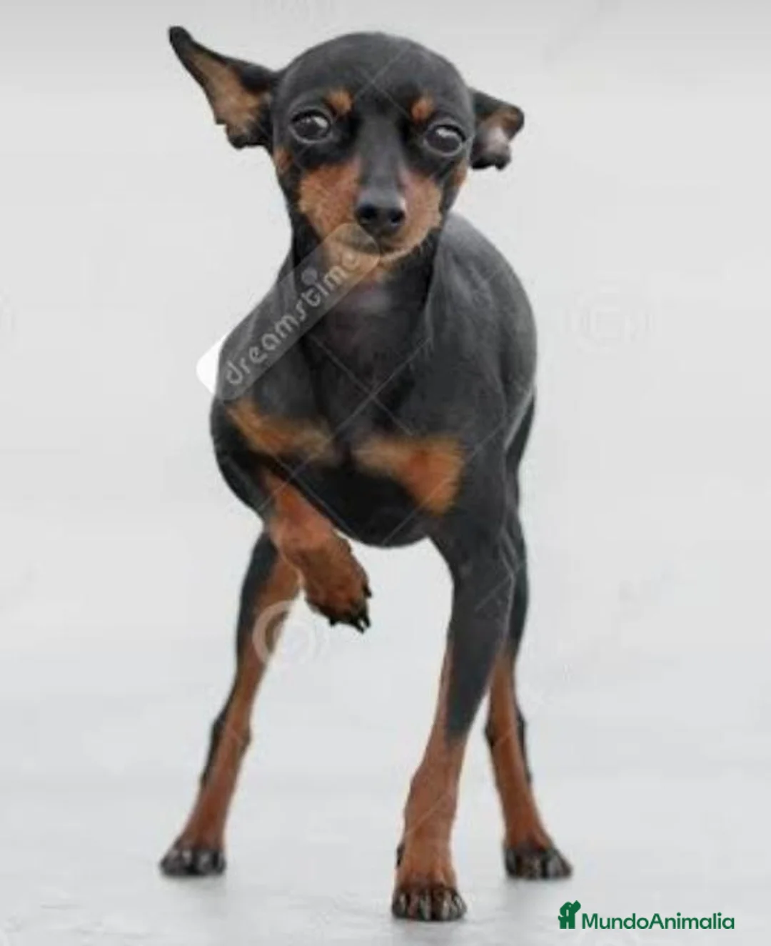 Pinscher Miniatura perros en venta: Preciosos mini pinscher Barcelona - Anuncio 1