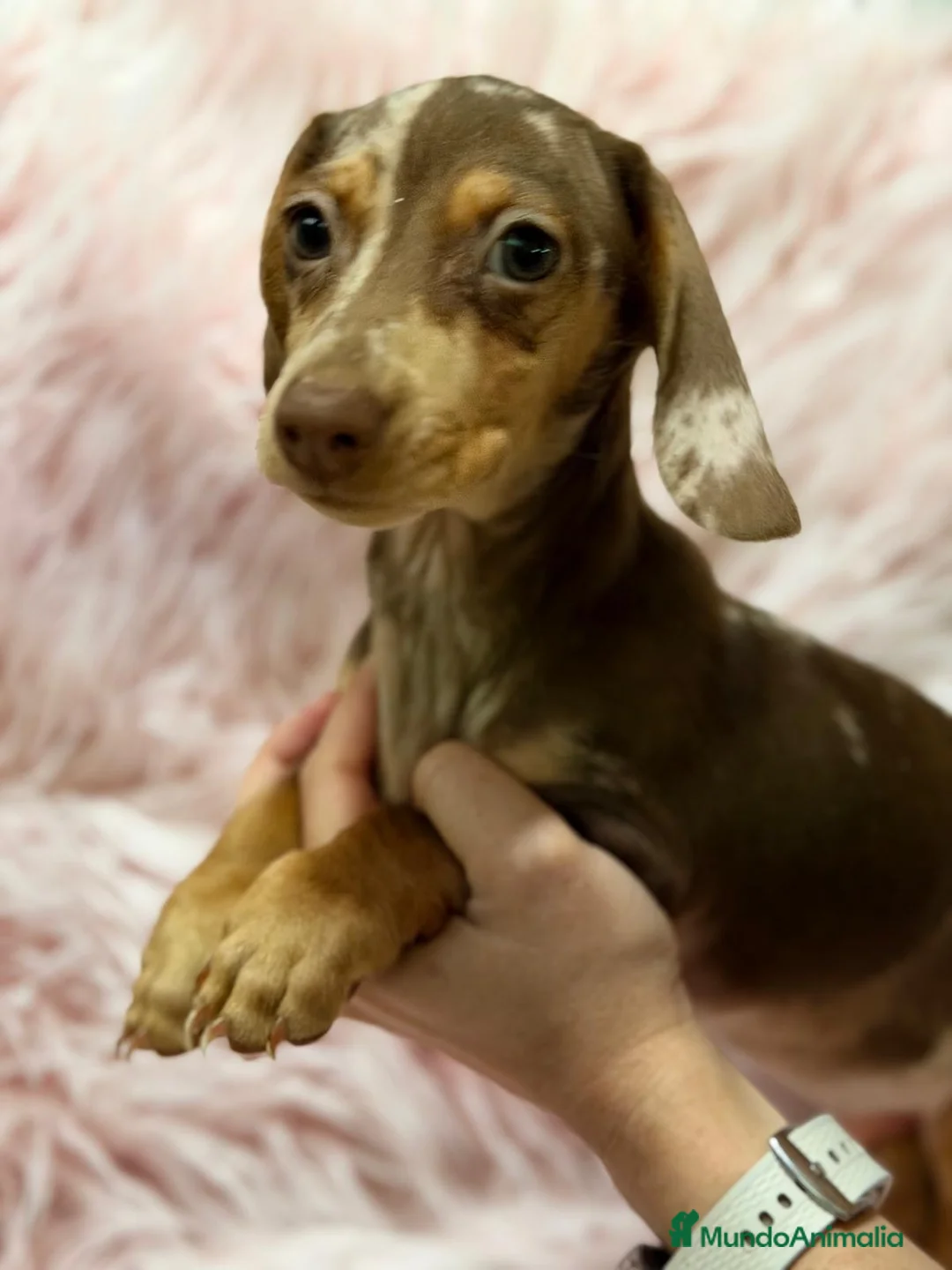 Teckel Miniatura perros en venta: Hembra teckel arlequin chocolate - Anuncio 2