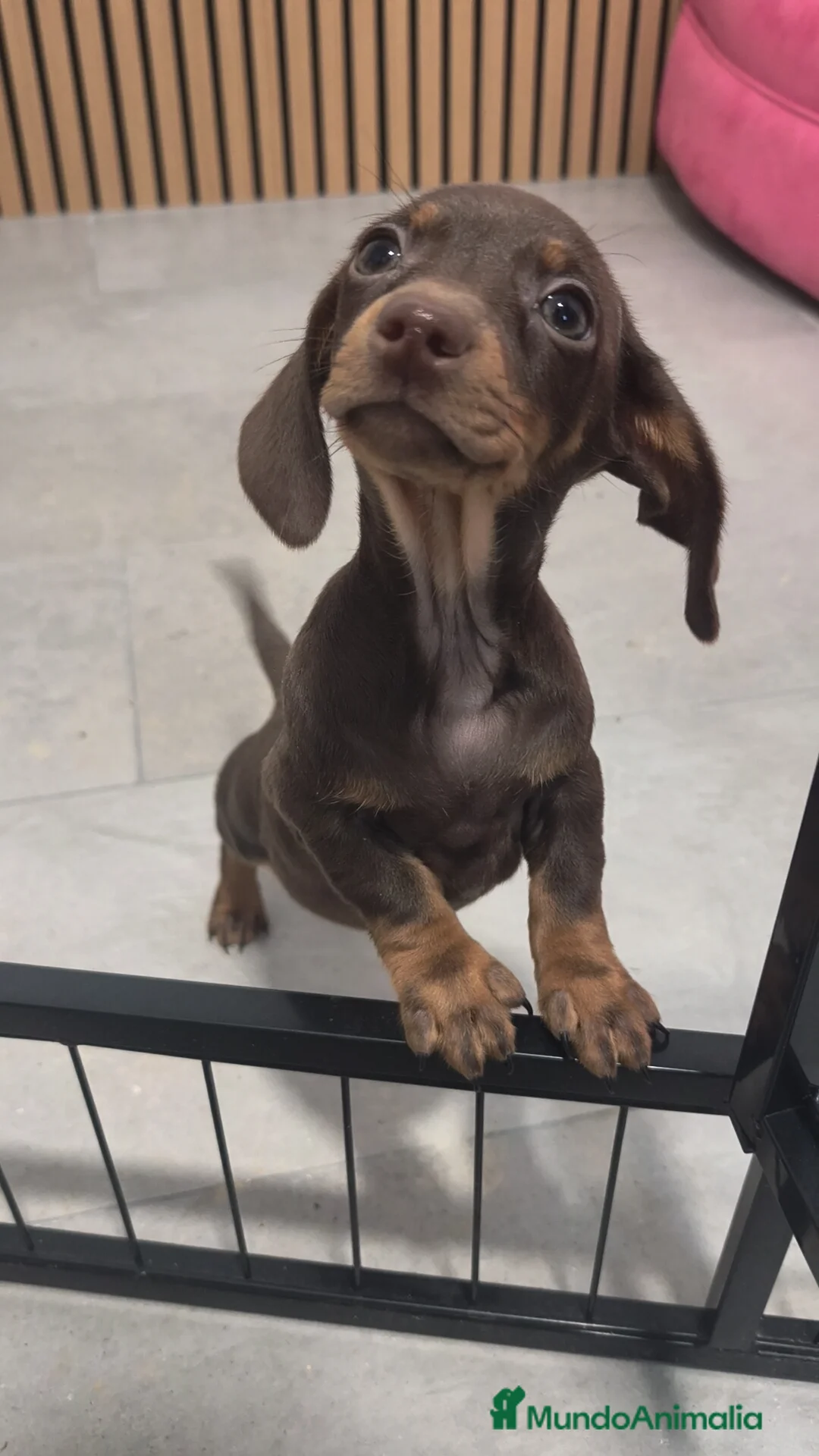 Teckel Miniatura perros en venta: Teckel chocolate 🍫 ♂️♀️ - Anuncio 2