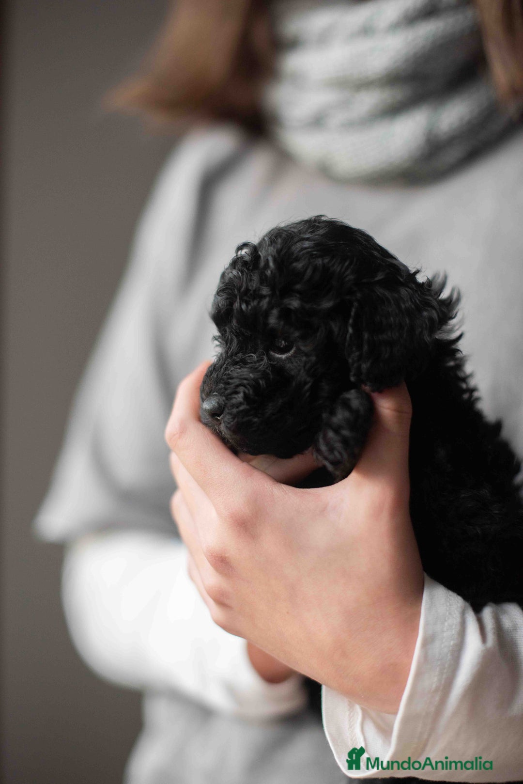 Caniche Toy perros en venta: Caniches toys negros - Anuncio 3