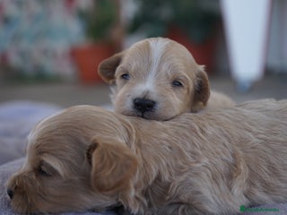 Maltipoo perros - Anuncio 4