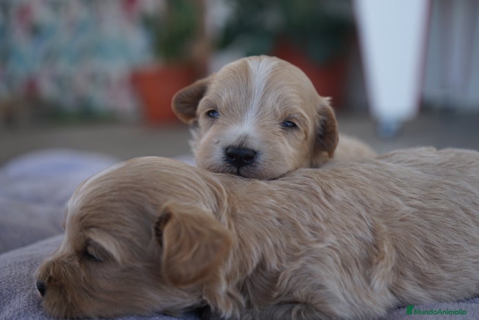 Maltipoo perros - Anuncio 1