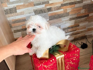 Bichón Maltés perros Bichón maltes mini - Anuncio 1