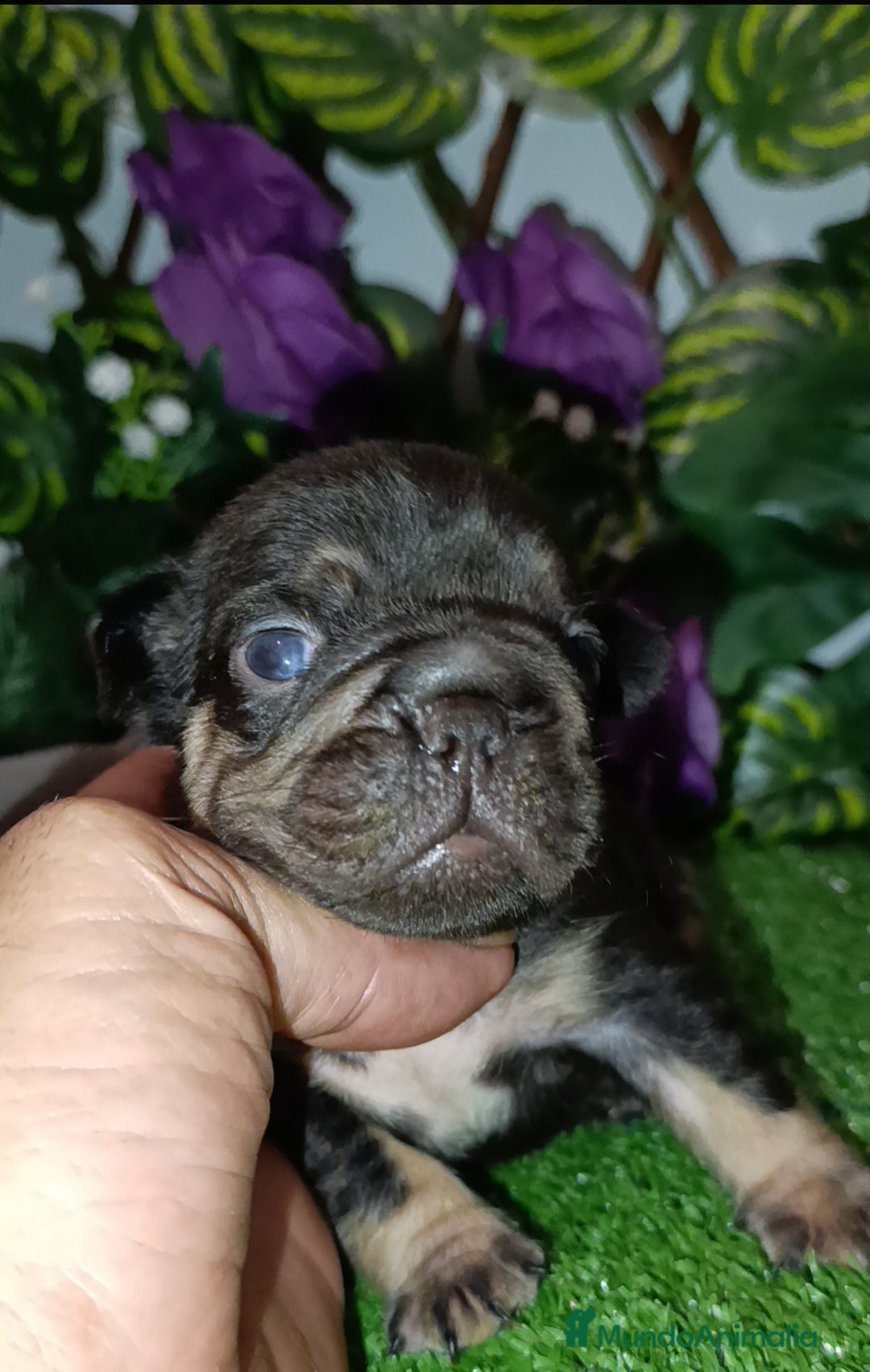 Bulldog Francés perros en venta: Big rope bulldog francés y fluffys - Imagen 5