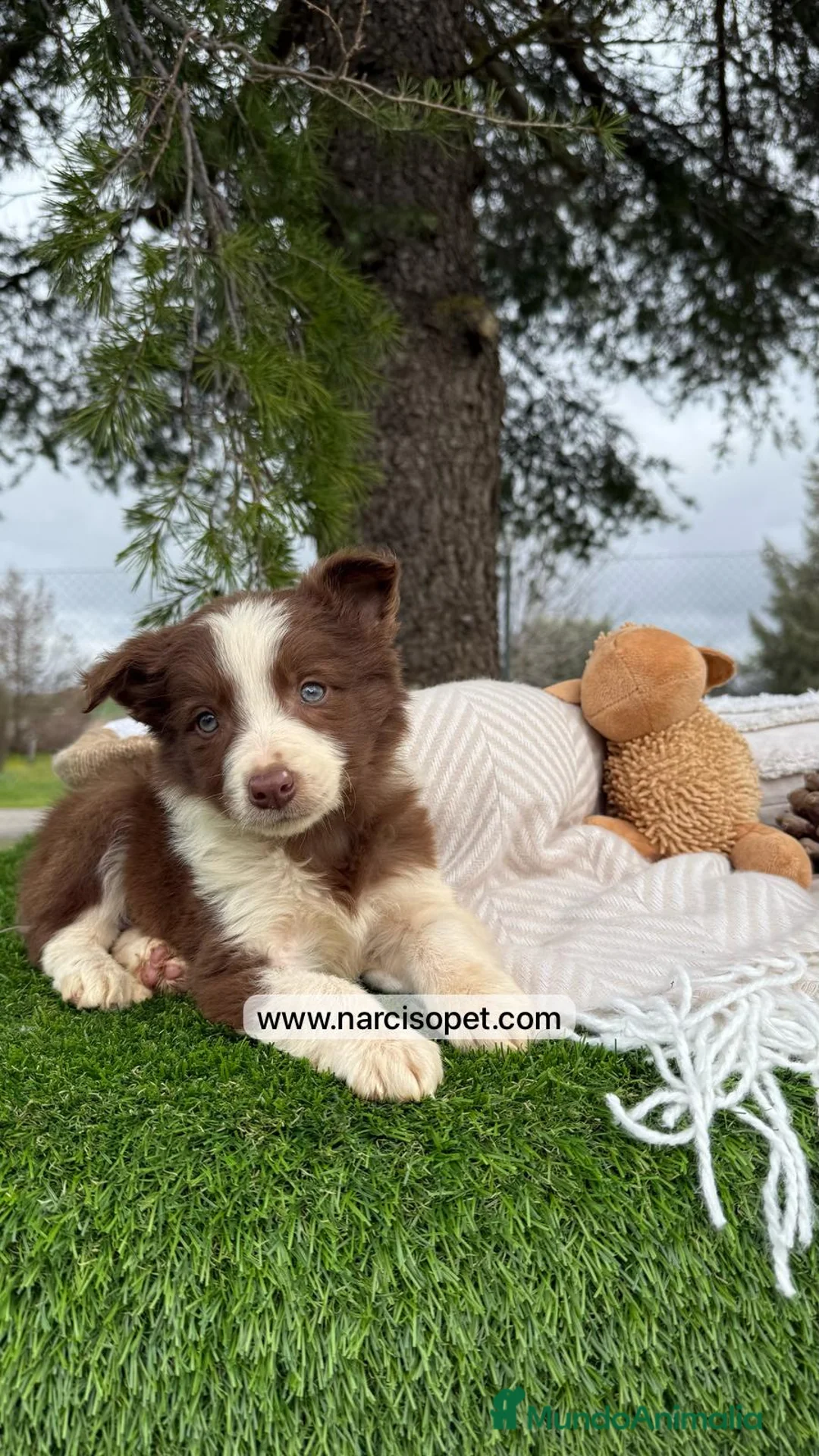 Border Collie perros en venta: BORDER COLLIE CHOLATE MACHO en Asturias - Anuncio 6