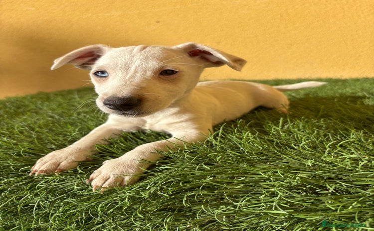 Jack Russell Terrier perros - Anuncio 5