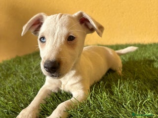 Jack Russell Terrier perros - Anuncio 4
