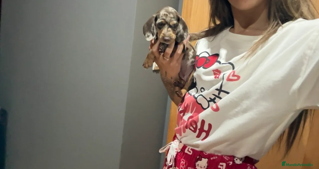 Teckel Miniatura perros en venta: Teckel arlequín chocolate  - Anuncio 2