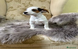 Jack Russell Terrier perros en venta: Cachorros de Jack Russell  - Imagen 10