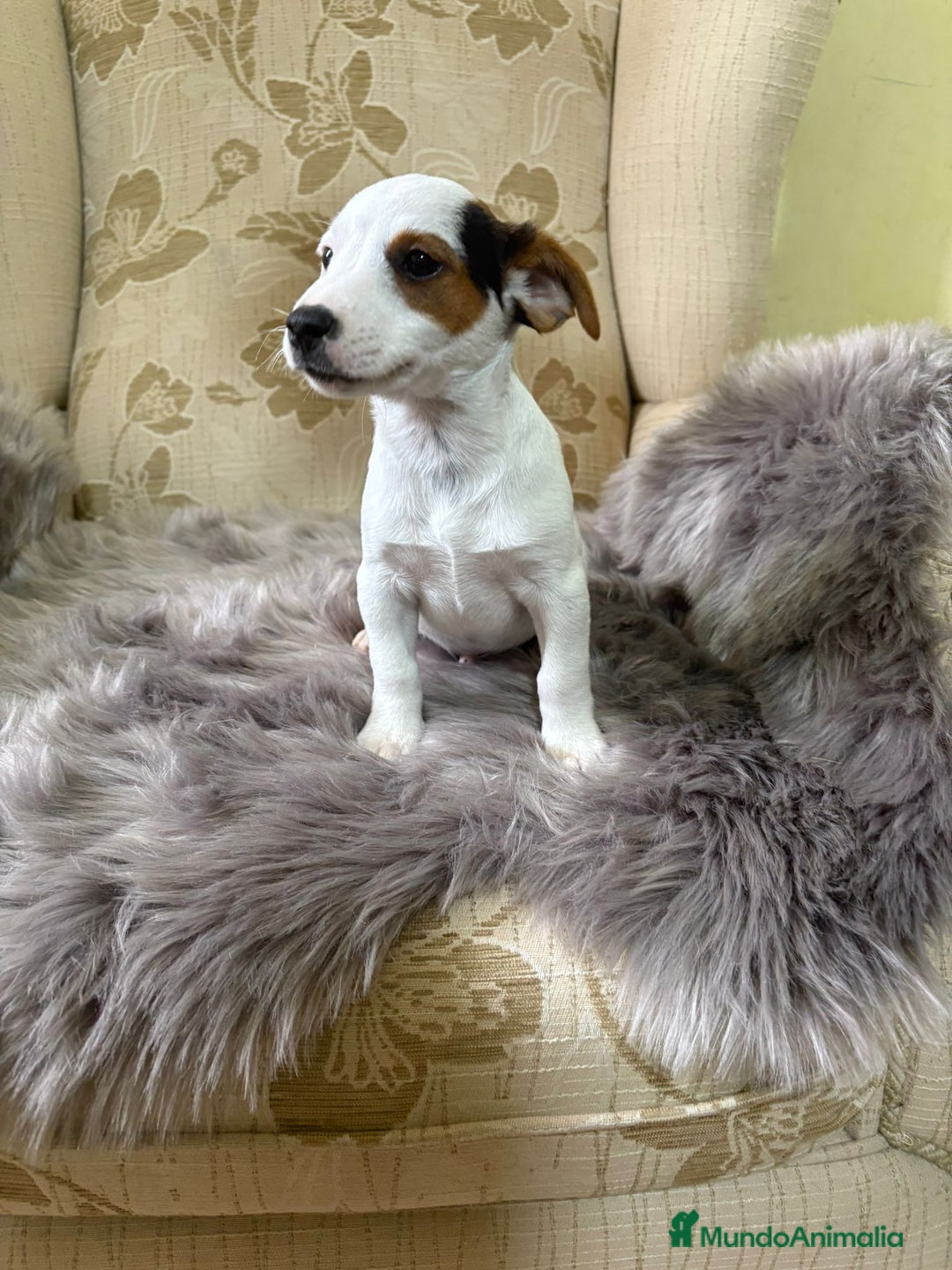 Jack Russell Terrier perros en venta: Cachorros de Jack Russell  - Imagen 10