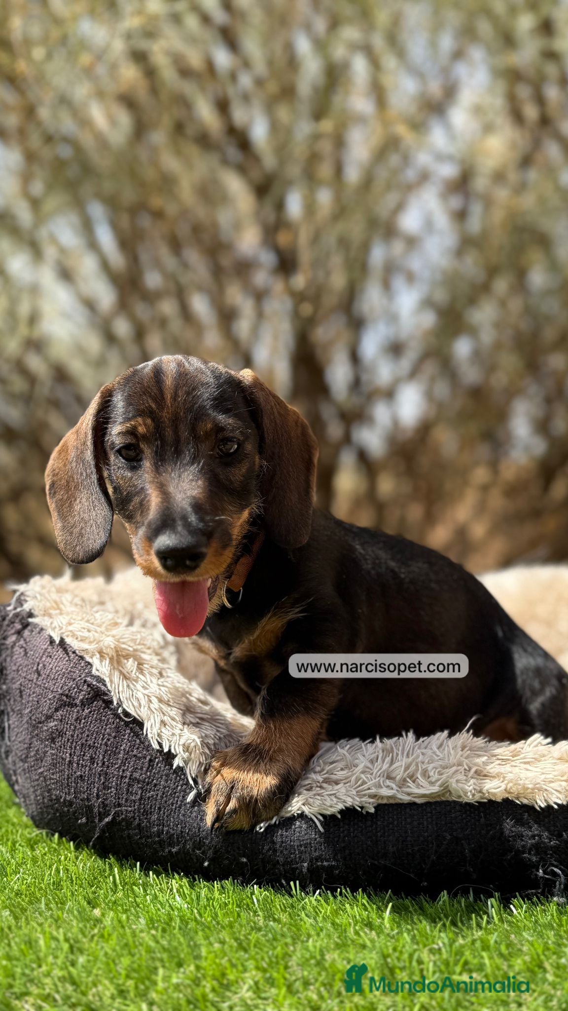 Teckel Miniatura perros CRIADERO TECKEL PELO DURO - Anuncio 25