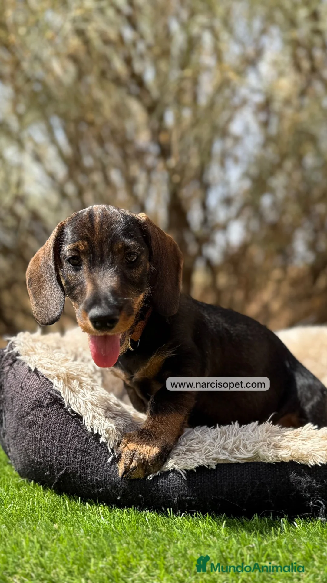 Teckel Miniatura perros en venta: CRIADERO TECKEL PELO DURO - Anuncio 1