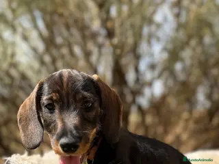 Teckel Miniatura perros CRIADERO TECKEL PELO DURO - Anuncio 5