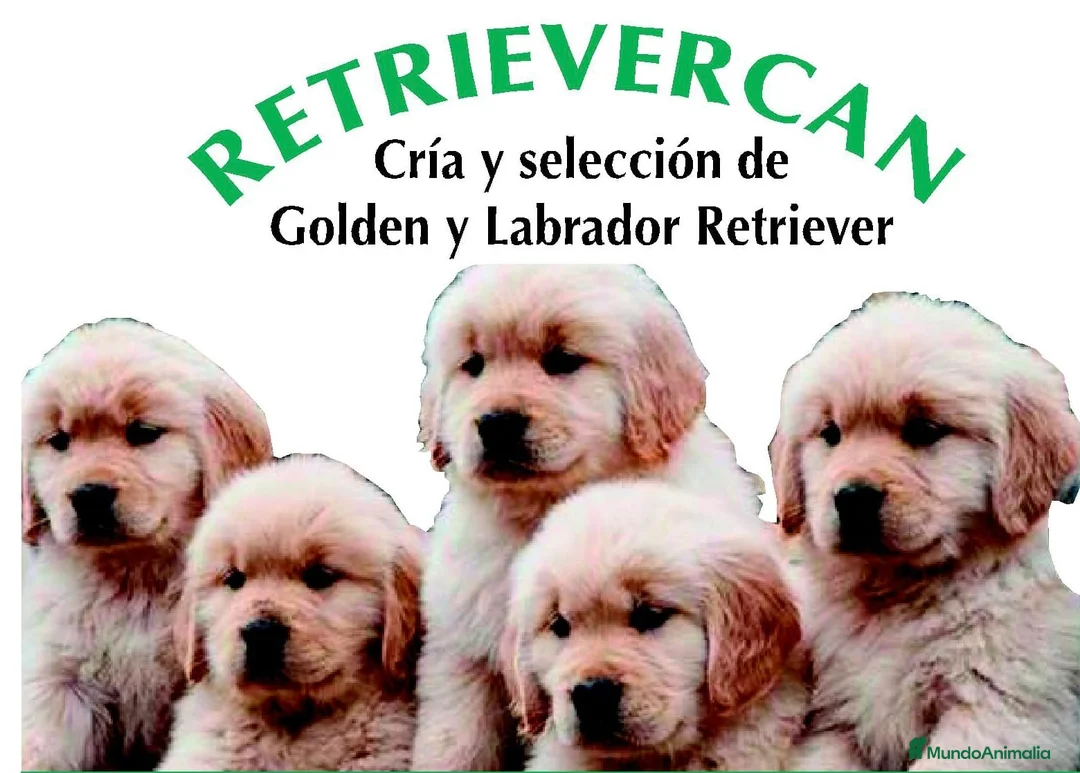 Golden Retriever perros en venta: Cachorros Golden retriever con pedigree  - Anuncio 1