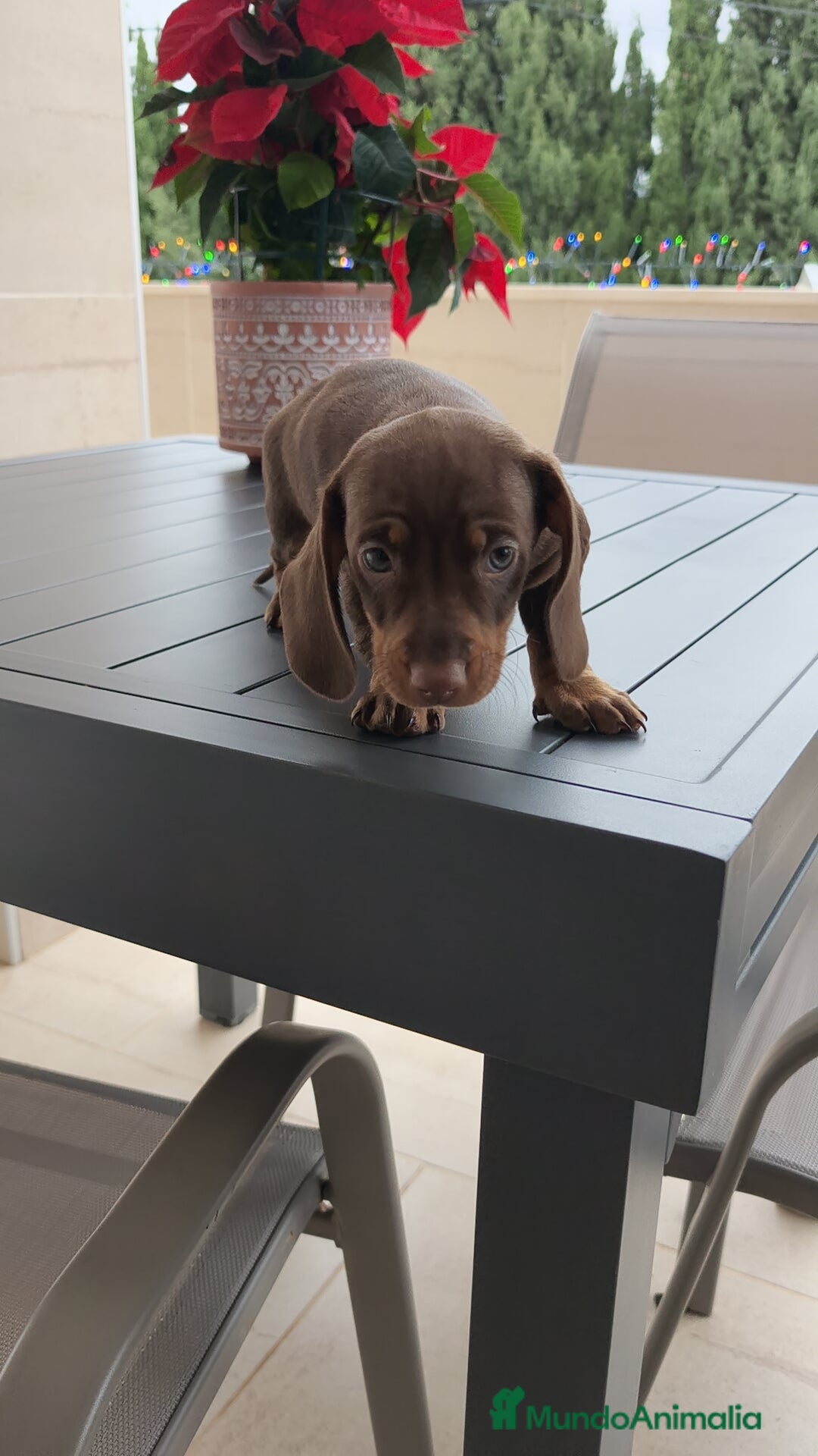 Teckel Miniatura perros en venta: Teckel mini ♀️♂️ - Anuncio 4