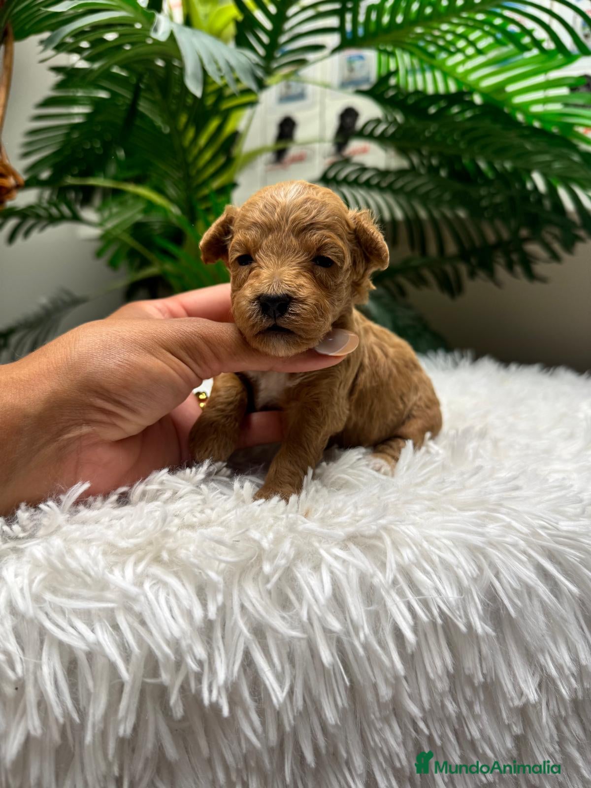 Maltipoo perros MALTIPOO-75%CANICHE/25%BICHON MALTES - Anuncio 16