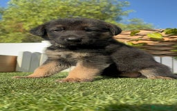 Pastor Alemán perros en venta: PASTOR ALEMÁN HEMBRA - Imagen 1