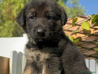 Pastor Alemán perros - Anuncio 4
