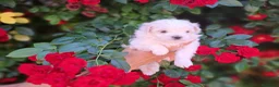 Bichón Maltés perros en venta: Bichon maltes  - Anuncio 3