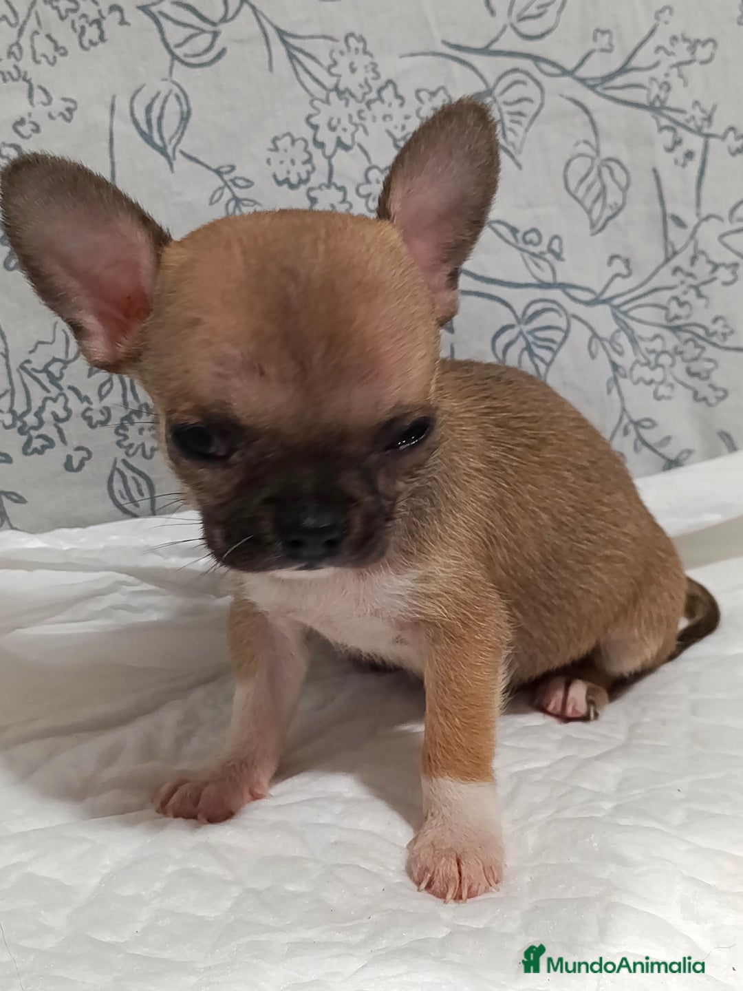 Chihuahua perros en venta: Chihuahua micro Toy hembra  - Imagen 2