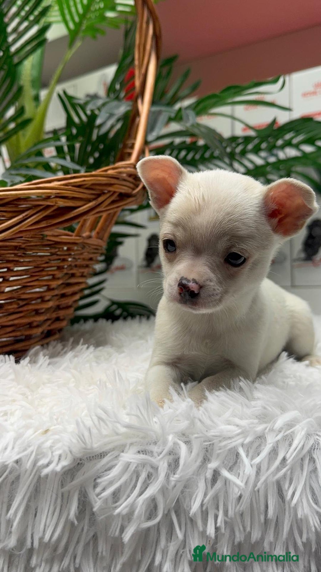 Chihuahua perros en venta: CHIHUAHUA MACHO - Anuncio 25