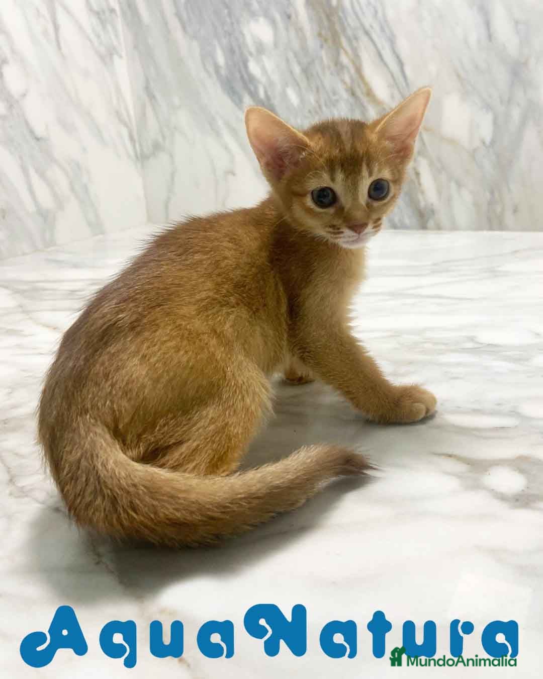 Abisinio gatos en venta:  Abisinio Hembra de Mia 7910 AQUANATURA - Imagen 3