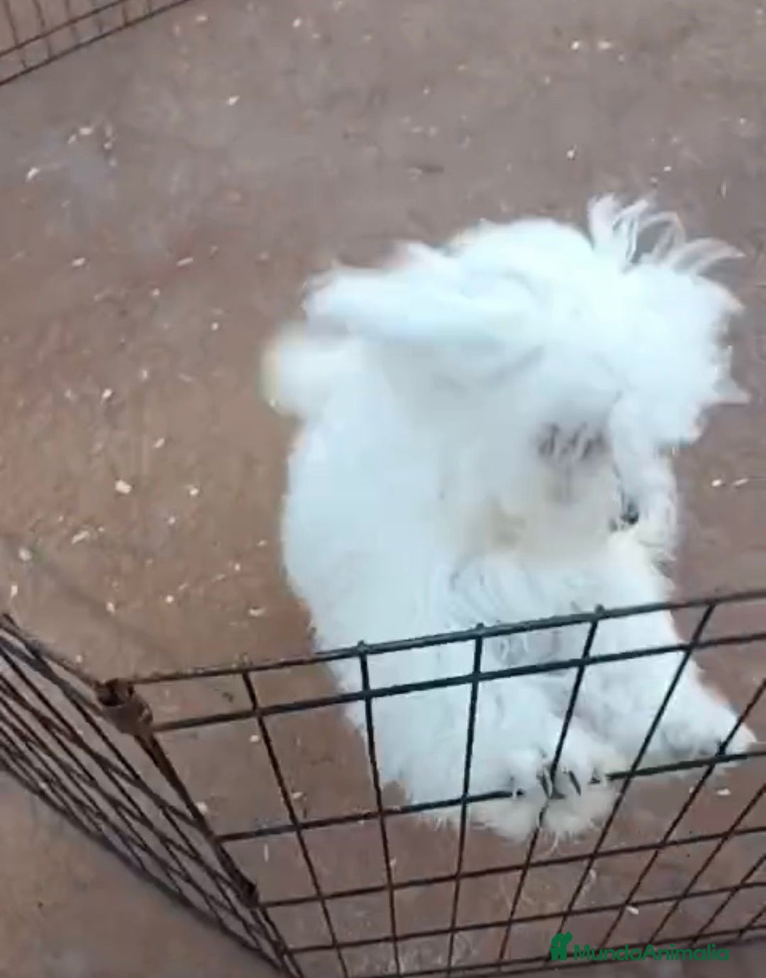 Bichón Maltés perros en venta: Bichon maltés 6 meses  - Anuncio 3