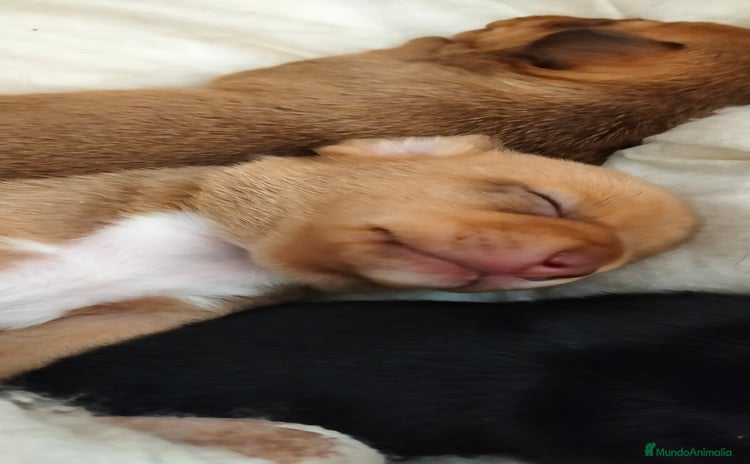 Raza Mixta perros - Anuncio 4