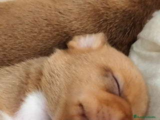 Raza Mixta perros - Anuncio 1