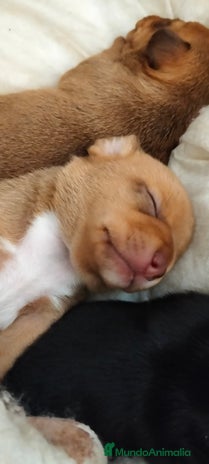 Raza Mixta perros - Anuncio 1