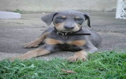 Dobermann perros en venta: DOBERMAN CACHORROS LINEA ALEMANA - Imagen 4