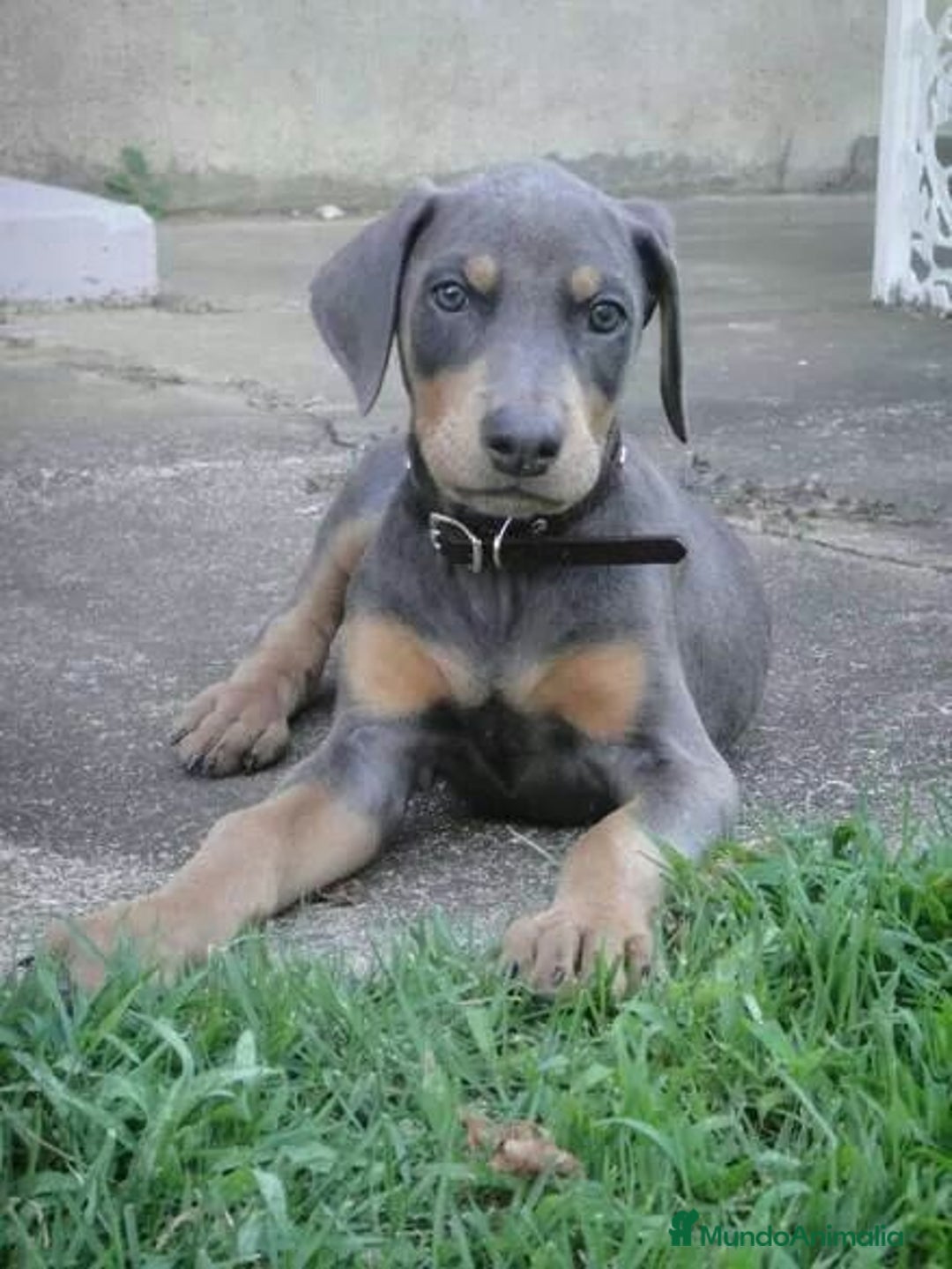 Dobermann perros en venta: DOBERMAN CACHORROS LINEA ALEMANA - Imagen 4