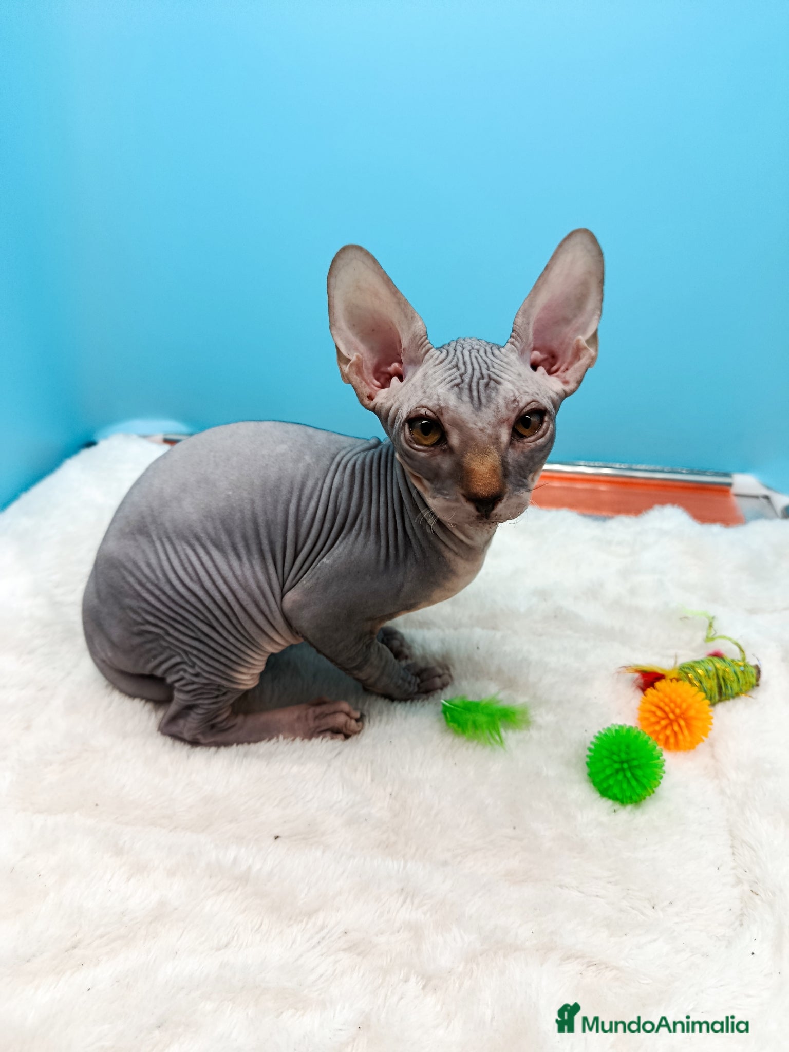 Sphynx gatos en venta: Parejita de Sphynx  - Anuncio 23