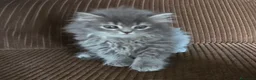 Británico de Pelo Largo gatos en venta: Gatcot.com - Anuncio 5