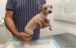 Pequeño Lebrel Italiano perros en venta: Lebrel Italiano. - Imagen 3