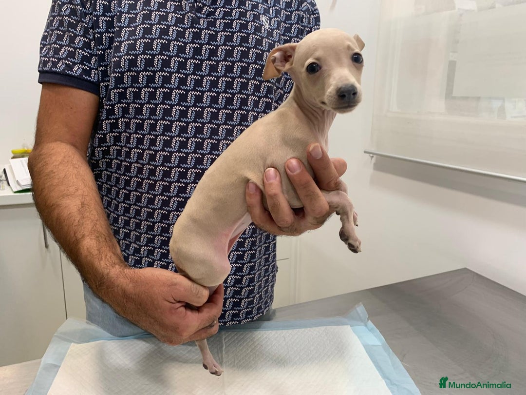 Pequeño Lebrel Italiano perros en venta: Lebrel Italiano. - Imagen 3