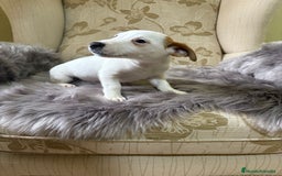 Jack Russell Terrier perros en venta: Cachorros de Jack Russell  - Imagen 29