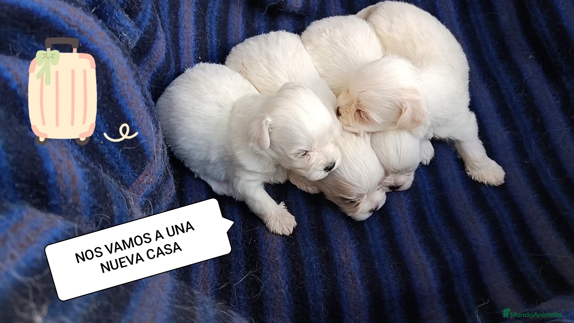 Bichón Maltés perros BICHÓN MALTÉS  - Anuncio 17