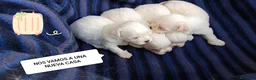 Bichón Maltés perros en venta: BICHÓN MALTÉS  - Anuncio 1