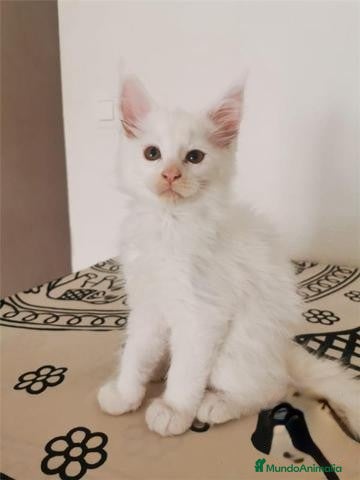 Maine Coon gatos Mainecoon alta calidad Malaga en Madrid - Anuncio 11