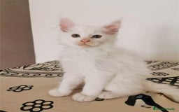Maine Coon gatos en venta: Mainecoon alta calidad Malaga en Madrid - Imagen 1