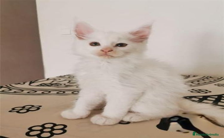 Maine Coon gatos en Madrid - Anuncio 2