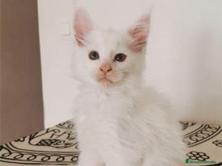 Maine Coon gatos en Madrid - Anuncio 17